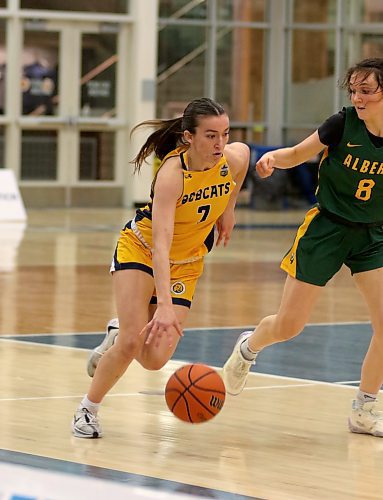 Taya Clark dribbles up the court as the Brandon University Bobcats play the Alberta Pandas in Canada West women's basketball at the Healthy Living Centre on Friday. (Thomas Friesen/The Brandon Sun)