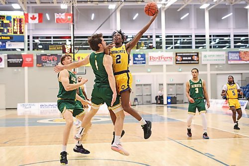 22112024
Youri Cange #2 of the Brandon Bobcats leaps for a shot on the net as Logan Powell #1 of the University of Alberta Golden Bears tries to block during university basketball action at the BU Healthy Living Centre on Friday evening. 
(Tim Smith/The Brandon Sun)