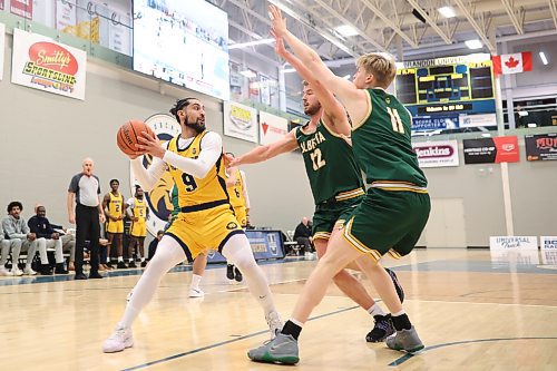 22112024
Sultan Haider Bhatti #9 of the Brandon Bobcats looks to pass the ball as Ethan Egert #12 and Kyle Varner #11 of the University of Alberta Golden Bears try to block him during university basketball action at the BU Healthy Living Centre on Friday evening. 
(Tim Smith/The Brandon Sun)