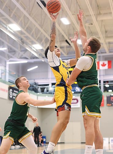 22112024
Nathan Saldo #3 of the Brandon Bobcats leaps to take a shot on the net during university basketball action against the University of Alberta Golden Bears at the BU Healthy Living Centre on Friday evening. 
(Tim Smith/The Brandon Sun)