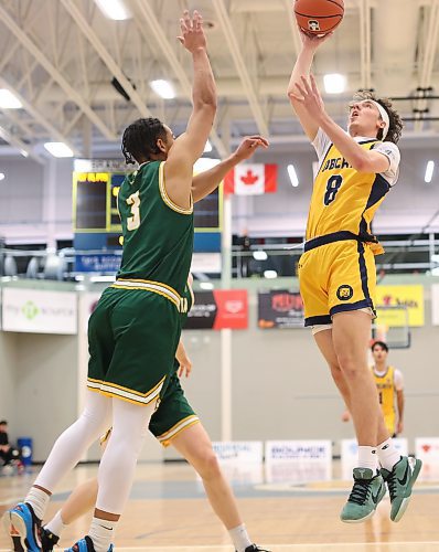 22112024
Darko Karac #8 of the Brandon Bobcats leaps to take a shot on the net during university basketball action against the University of Alberta Golden Bears at the BU Healthy Living Centre on Friday evening. 
(Tim Smith/The Brandon Sun)