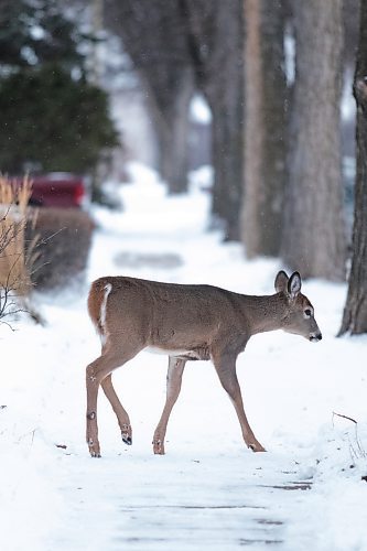 A young white-tailed deer wanders down the sidewalk of 22nd Street on Saturday afternoon. (Matt Packwood/The Brandon Sun)