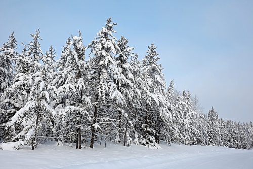 Trees bordering Highway 19 in Riding Mountain National Park are covered in heavy snow as more snow falls on Monday. (Photos by Tim Smith/The Brandon Sun)