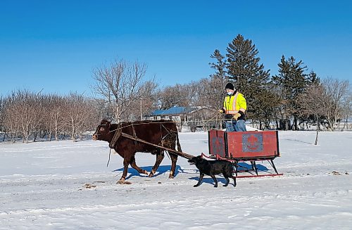 Terry Doerksen / For the Free Press
Terry does some winter training with his ox, Zik.