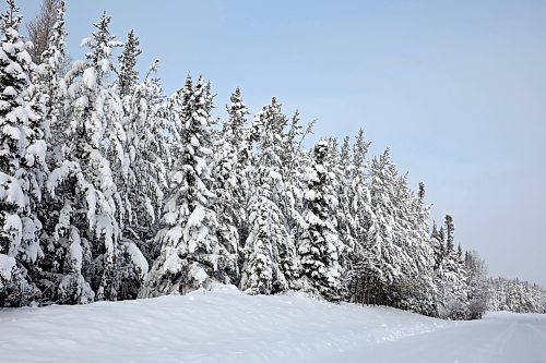 25112024
Trees bordering PTH 19 in Riding Mountain National Park are covered in heavy snow as more snow falls on Monday. (Tim Smith/The Brandon Sun)