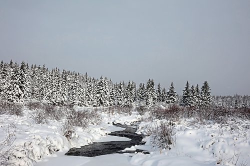 25112024
Trees bordering PTH 19 in Riding Mountain National Park are covered in heavy snow as more snow falls on Monday. (Tim Smith/The Brandon Sun)