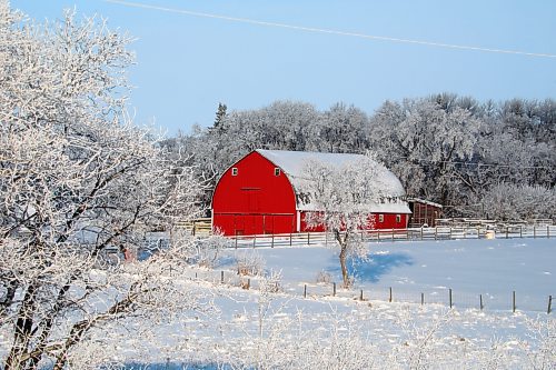 25112024
A bright red barn at a farm along Highway 10 stands out against the hoar-frost covered trees on a cold Monday morning. 
(Tim Smith/The Brandon Sun)