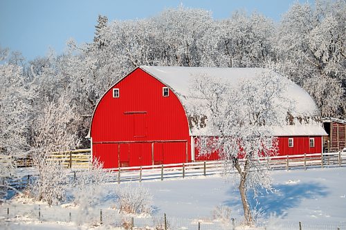 25112024
A bright red barn at a farm along Highway 10 stands out against the hoar-frost covered trees on a cold Monday morning. 
(Tim Smith/The Brandon Sun)