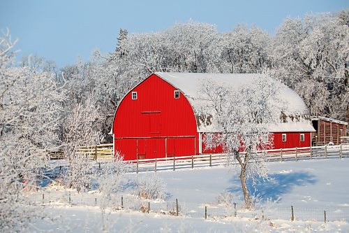 25112024
A bright red barn at a farm along Highway 10 stands out against the hoar-frost covered trees on a cold Monday morning. 
(Tim Smith/The Brandon Sun)