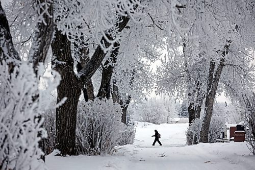 27112024
A pedestrian walking through the Brandon Cemetery is framed by trees covered in thick hoar-frost on a crisp Wednesday morning. Heavy frost created beautiful vistas throughout westman on Wednesday.
(Tim Smith/The Brandon Sun)