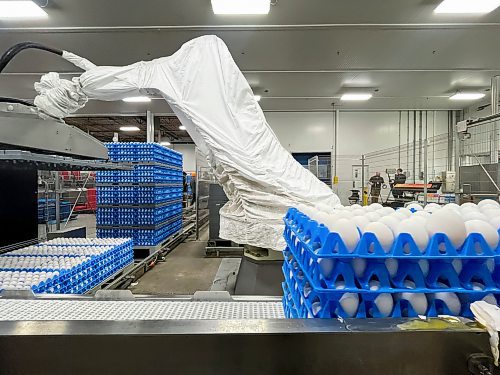 MIKE DEAL / FREE PRESS
A large robotic arm lifts huge pallets of eggs in the processing plant.
Agriculture Minister Ron Kostyshyn announces during a press conference at the Burnbrae Farms processing plant (500 Pandora Ave. W), that the governments of Canada and Manitoba are investing in several major capital infrastructure and investment projects under the Sustainable Canadian Agriculture Partnership (Sustainable CAP) that will increase food processing capacity in Manitoba, allowing producers to sell more of their product locally and create more agricultural jobs.
Reporter: Martin Cash
241128 - Thursday, November 28, 2024.