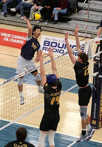 Brandon University Bobcats Sam Chen attacks against the Alberta Golden Bears during their Canada West men's volleyball match at the Healthy Living Centre on Friday evening. (Thomas Friesen/The Brandon Sun)