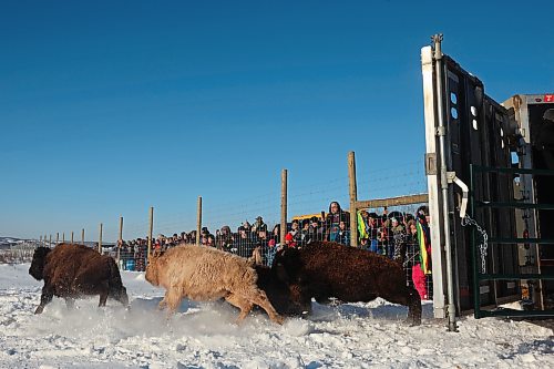 Eleven bison, including one white bison, explore their new enclosure in the river valley at Birdtail Sioux First Nation on Tuesday. The bison were gifted to Birdtail by Sioux Valley Dakota Nation. Many community members came out to celebrate the return of the bison, which played a vital role in many First Nations' history and culture. The return of bison to First Nations communities is one of many Indigenous-led endeavours to reclaim their traditions and culture. See story on Page A3. (Tim Smith/The Brandon Sun)