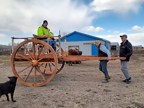 Terry Doerksen / For the Free Press
Ox ‘guru’ Dennis Scott (second from right) and cart maker Phil Doerksen (right) power Terry Doerksen’s first ride on the oxcart.