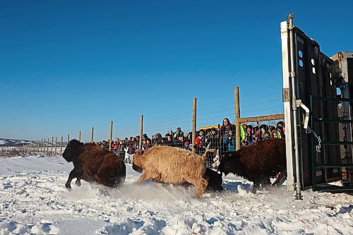 03122024
Eleven bison, including one white bison, are released into their new enclosure in the river valley at Birdtail Sioux First Nation on Tuesday. The bison were gifted to Birdtail by Sioux Valley Dakota Nation. Many community members came out to celebrate the return of the bison, which played a vital role in many first nations history and culture. The return of bison to First Nation communities is one of many Indigenous-led actions to reclaim their traditions and culture.   (Tim Smith/The Brandon Sun)