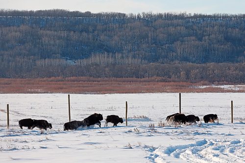 03122024
Eleven bison, including one white bison, explore their new enclosure in the river valley at Birdtail Sioux First Nation on Tuesday. The bison were gifted to Birdtail by Sioux Valley Dakota Nation. Many community members came out to celebrate the return of the bison, which played a vital role in many first nations history and culture. The return of bison to First Nation communities is one of many Indigenous-led endeavors to reclaim their traditions and culture.   (Tim Smith/The Brandon Sun)