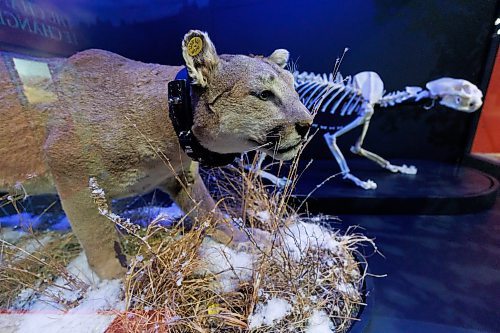 MIKE DEAL / FREE PRESS
The Manitoba Museum has a brand-new, permanent exhibit, The Cougar &#x2013; Manitoba&#x2019;s Big Cat, which the MB Museum is calling, &#x201c;an extraordinarily in-depth look at one of the most enigmatic creatures to roam our province.&#x201d;
Reporter: Jen Zoratti
241204 - Wednesday, December 04, 2024.