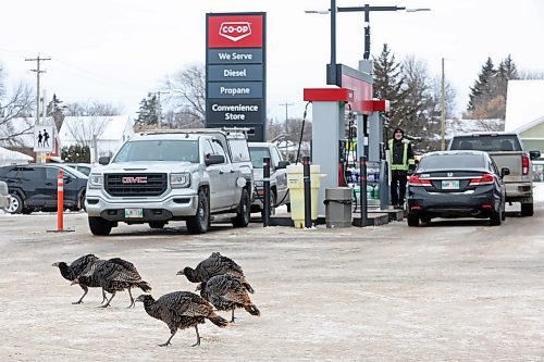 05122024
Turkeys walk past vehicles gassing up at the Co-op gas station in Souris on Thursday morning.
(Tim Smith/The Brandon Sun)