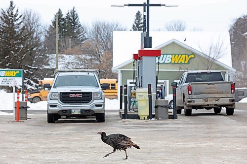 05122024
A turkey walks past vehicles gassing up at the Co-op gas station in Souris on Thursday morning. 
(Tim Smith/The Brandon Sun)