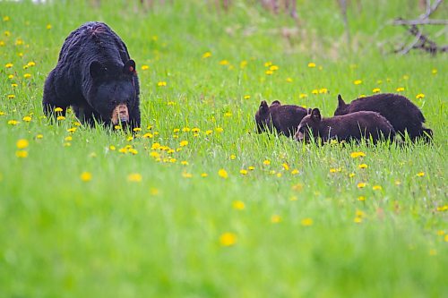 May 16 was the start of “black bear-paloosa” in Riding Mountain National Park as the critters began to eat grass and dandelions along side of the park's roads, writes Ken Kingdon. (Chelsea Kemp/The Brandon Sun file)