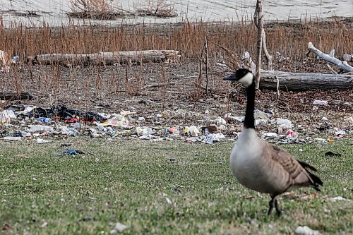 JOHN WOODS / FREE PRESS
Garbage strewn along Waterfront Drive at Fort Douglas Park is photographed Monday, April 22, 2024. Residents Of The Exchange group are dismayed to see the city designated naturalization area in such condition.

Reporter: Nicole