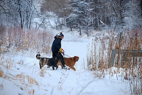 RUTH BONNEVILLE / FREE PRESS

Standup weather

A man walks his 2 dogs through heavy, fresh fallen snow in a winter wonderland setting at Omand's Creek Monday. 

Dec 13th, 2024