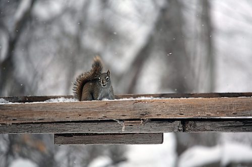 Red squirrels fight for bird feed when they get a chance, scaring away birds. (Connor McDowell/Brandon Sun)