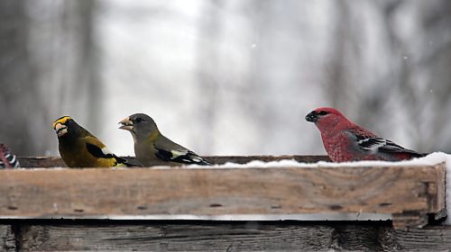 Evening grosbeaks and a Pine grosbeak are seen in Onanole during the Christmas Bird Count. (Connor McDowell/Brandon Sun)