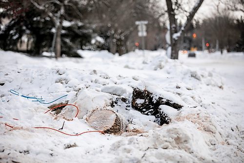 MIKAELA MACKENZIE / FREE PRESS
	
The stumps where trees had to be taken down after being damaged while snow clearing on Hennessey Drive on Thursday, Dec. 19, 2024.

For Joyanne story.
Winnipeg Free Press 2024