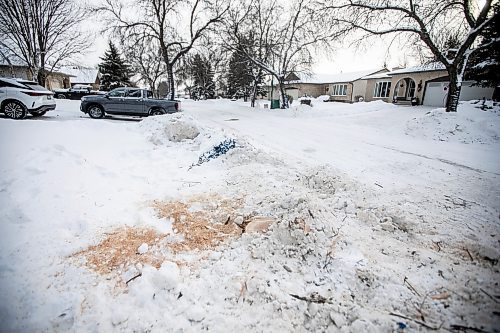 MIKAELA MACKENZIE / FREE PRESS
	
The stumps where trees had to be taken down after being damaged while snow clearing on Hennessey Drive on Thursday, Dec. 19, 2024.

For Joyanne story.
Winnipeg Free Press 2024