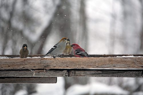 A female Evening grosbeak is seen grouped with a male Pine grosbeak (red) at a feeder in Onanole. The birds showed up on Dec. 17 and during the Christmas Bird Count and were tallied by Ken Kingdon, who put the food out for them. (Connor McDowell/Brandon Sun)