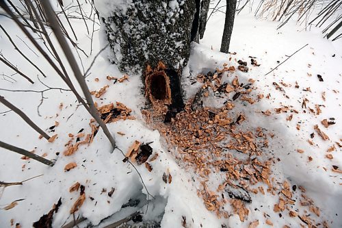 The trunk of a tree has been punched out by a Pileated woodpecker in search of food. (Connor McDowell/Brandon Sun)