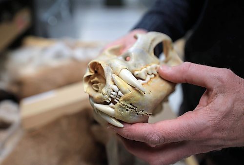 RUTH BONNEVILLE / FREE PRESS

ENT - WIKA - zoology

Photo of Randall Mooi, Curator of Zoology at the  Manitoba Museum, viewing polo bear skulls in the collections are of the museum Thursday.

Subject: Randall Mooi, Curator of Zoology
Place: Manitoba Museum near the new cougar exhibit, then onto the vaults where some of the collections which are not on display are stored.
&#x2028;Story: What I Know About&#x2026; being a zoologist.  Randall Mooi tells us what a curator of zoology does, talks about the museum&#x2019;s new cougar exhibit, and explains why it&#x2019;s important for us all to learn about the organisms we share the earth with.

AV STORY

Dec 20th, 2024