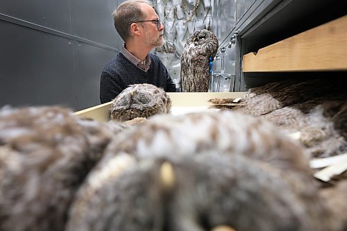 RUTH BONNEVILLE / FREE PRESS

ENT - WIKA - zoology

Photo of Randall Mooi, Curator of Zoology at the  Manitoba Museum, viewing grey owls the collections are of the museum Thursday.

Subject: Randall Mooi, Curator of Zoology
Place: Manitoba Museum near the new cougar exhibit, then onto the vaults where some of the collections which are not on display are stored.
&#x2028;Story: What I Know About&#x2026; being a zoologist.  Randall Mooi tells us what a curator of zoology does, talks about the museum&#x2019;s new cougar exhibit, and explains why it&#x2019;s important for us all to learn about the organisms we share the earth with.

AV STORY

Dec 20th, 2024