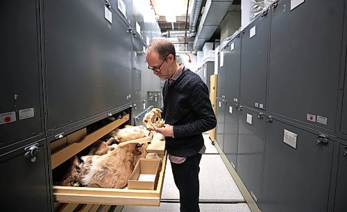 RUTH BONNEVILLE / FREE PRESS

ENT - WIKA - zoology

Photo of Randall Mooi, Curator of Zoology at the  Manitoba Museum, viewing polo bear skulls in the collections are of the museum Thursday.

Subject: Randall Mooi, Curator of Zoology
Place: Manitoba Museum near the new cougar exhibit, then onto the vaults where some of the collections which are not on display are stored.
&#x2028;Story: What I Know About&#x2026; being a zoologist.  Randall Mooi tells us what a curator of zoology does, talks about the museum&#x2019;s new cougar exhibit, and explains why it&#x2019;s important for us all to learn about the organisms we share the earth with.

AV STORY

Dec 20th, 2024