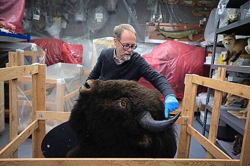 RUTH BONNEVILLE / FREE PRESS

ENT - WIKA - zoology

Photo of Randall Mooi, Curator of Zoology at the  Manitoba Museum, uncovering the Specimen Head of Buffalo Bull of Pablo Herd of Outlaw Buffalo - 1912, in the collections area of the Manitoba Museum Thursday. 

Subject: Randall Mooi, Curator of Zoology
Place: Manitoba Museum near the new cougar exhibit, then onto the vaults where some of the collections which are not on display are stored.
&#x2028;Story: What I Know About&#x2026; being a zoologist.  Randall Mooi tells us what a curator of zoology does, talks about the museum&#x2019;s new cougar exhibit, and explains why it&#x2019;s important for us all to learn about the organisms we share the earth with.

AV STORY

Dec 20th, 2024