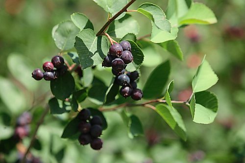 Legacy Brandon Sun CHRISTOPHER PIKE/BRANDON SUN  Saskatoon berry picking at Hills View Orchard east of Brandon on Thursday July 12, 2007.