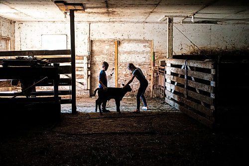 MIKAELA MACKENZIE / FREE PRESS
Micah (left, eight) and Alexa (11) Bouw feed Bryce, a bottle-fed calf (who was a twin that his mother didnմ have adequate milk supply for), on Edie Creek Angus ranch near Anola on Wednesday, May 8, 2024.