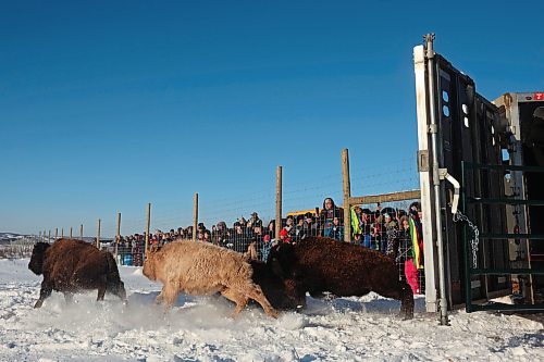 03122024
Eleven bison, including one white bison, are released into their new enclosure in the river valley at Birdtail Sioux First Nation on Tuesday. The bison were gifted to Birdtail by Sioux Valley Dakota Nation. Many community members came out to celebrate the return of the bison, which played a vital role in many first nations history and culture. The return of bison to First Nation communities is one of many Indigenous-led actions to reclaim their traditions and culture.   (Tim Smith/The Brandon Sun)