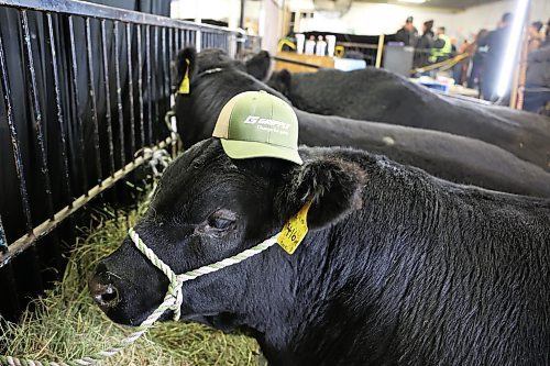 22012025
Dwayne ‘The Rock’ Johnson, a black angus bull, sports a hat at the KCH Cattle Company booth in the bull congress during Manitoba Ag Days at the Keystone Centre on Wednesday.
(Tim Smith/The Brandon Sun)