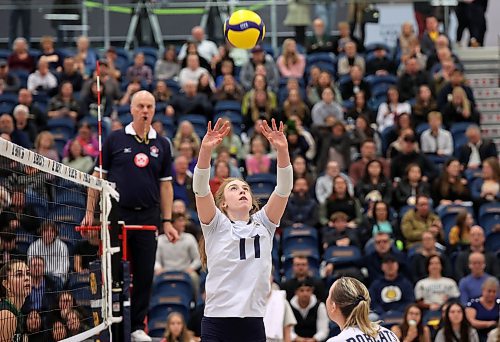 Carly Thomson #11 of the Brandon University Bobcats sets the ball during university volleyball action against the University of Fraser Valley Cascades at the BU Healthy Living Centre on Friday evening. 
(Tim Smith/The Brandon Sun)