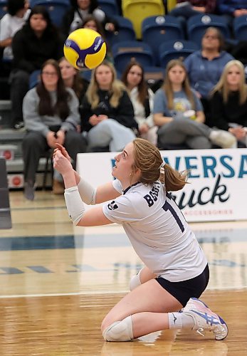 24012025
Carly Thomson #11 of the Brandon University Bobcats digs the ball during university volleyball action against the University of Fraser Valley Cascades at the BU Healthy Living Centre on Friday evening.
(Tim Smith/The Brandon Sun)