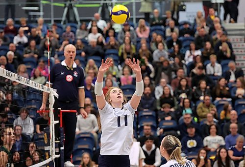 24012025
Carly Thomson #11 of the Brandon University Bobcats sets the ball during university volleyball action against the University of Fraser Valley Cascades at the BU Healthy Living Centre on Friday evening.
(Tim Smith/The Brandon Sun)