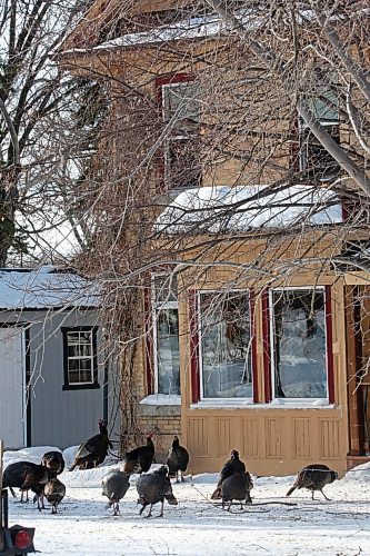A flock of turkeys forage outside an old brick home in Souris, Manitoba on Tuesday afternoon. (Matt Goerzen/The Brandon Sun)