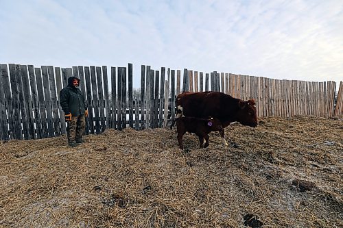 A handful of calves have been born already this season on Matt Fehr's farm, and he expects a total of around 20. (Connor McDowell/Brandon Sun)