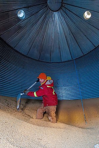 MIKE DEAL / FREE PRESS
Colin Penner, a grain farmer southwest of Winnipeg, has had to think about the impact of possible tariffs and work on the diversity of his crops, and his stocks of fuel and fertilizer and look at other measures to build resilience in his business.
In the photo Colin is inside a grain bin shovelling soybean seed.
Reporter: Julia-Simone Rutgers
250131 - Friday, January 31, 2025.