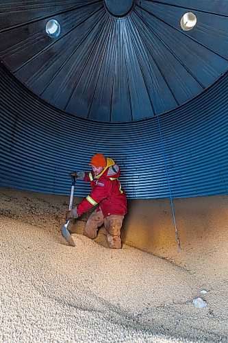 MIKE DEAL / FREE PRESS
Colin Penner, a grain farmer southwest of Winnipeg, has had to think about the impact of possible tariffs and work on the diversity of his crops, and his stocks of fuel and fertilizer and look at other measures to build resilience in his business.
In the photo Colin is inside a grain bin shovelling soybean seed.
Reporter: Julia-Simone Rutgers
250131 - Friday, January 31, 2025.