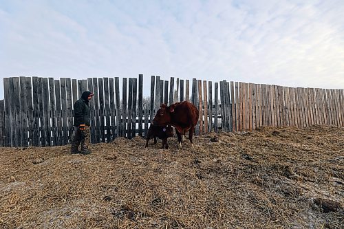 A handful of calves have been born already this season on Matt Fehr's farm, and he expects a total of around 20. (Connor McDowell/Brandon Sun)