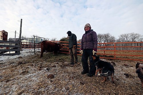 A calf hides behind its mother while Matt Fehr tries to round it up at his family farm outside Souris. Kyra Fehr, married to Matt, keeps their dogs at bay. (Connor McDowell/Brandon Sun)