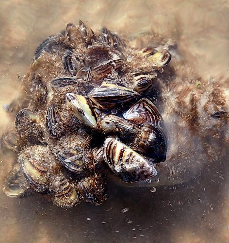 PHIL HOSSACK / WINNIPEG FREE PRESS - Marooned Zebra Mussels drift in the shallows, ripped from their rockey moorings after weekend wind storms along Beaconia's Lake Winnipeg shoreline Thursday. See Kevin Rollason's story.  September 28, 2016